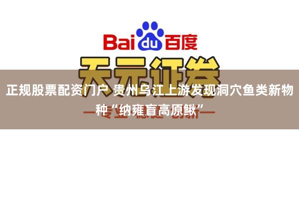 正规股票配资门户 贵州乌江上游发现洞穴鱼类新物种“纳雍盲高原鳅”